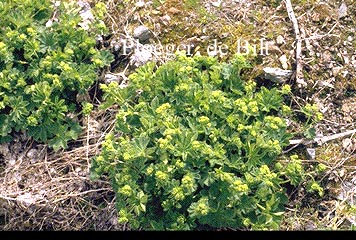 Alchemilla vulgaris