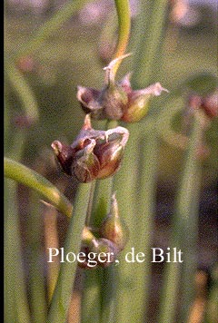 Allium cepa 'Proliferum'