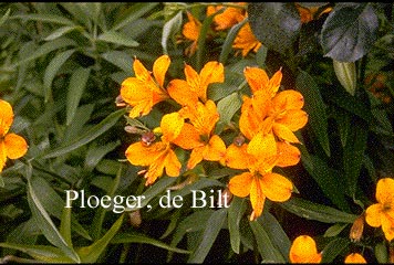 Alstroemeria aurantiaca 'Orange King'