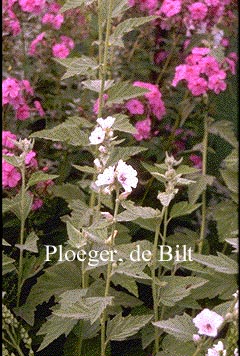 Althaea officinalis (71123)
