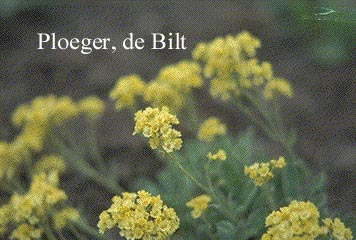 Alyssum montanum 'Berggold'