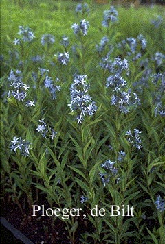 Amsonia ciliata