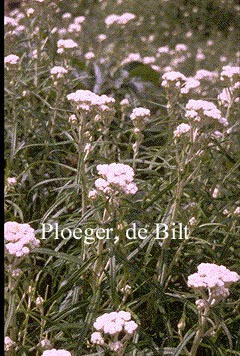 Anaphalis margaritacea 'Neuschnee'