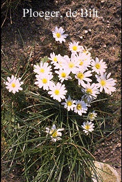 Anemone blanda 'White Splendour'