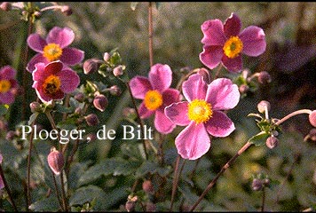 Anemone hupehensis