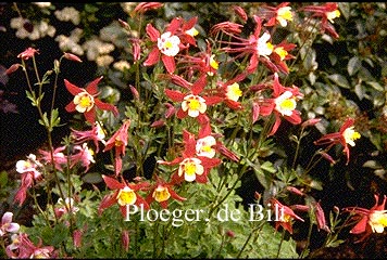 Aquilegia 'Crimson Star'