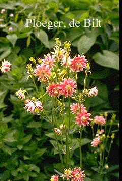 Aquilegia 'Nora Barlow'