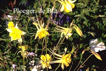 Aquilegia chrysantha 'Yellow Queen'