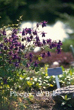 Aquilegia vulgaris