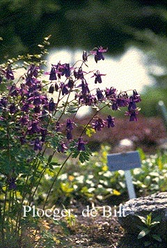 Aquilegia vulgaris