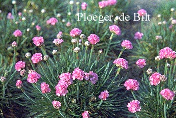 Armeria maritima 'Splendens Perfecta'