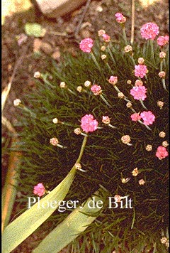 Armeria maritima 'Splendens'