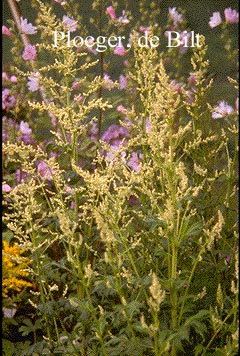 Artemisia lactiflora