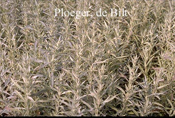 Artemisia ludoviciana 'Silver Queen'