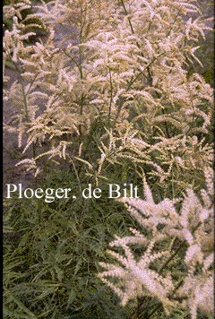 Aruncus dioicus 'Kneiffii'