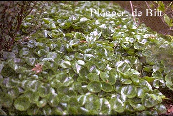 Asarum europaeum