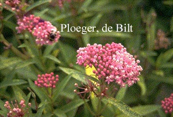 Asclepias syriaca
