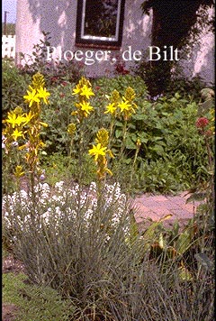 Asphodeline lutea