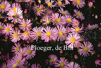 Aster 'Pink Star' (71264)