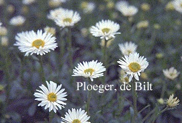 Aster alpinus 'Albus'