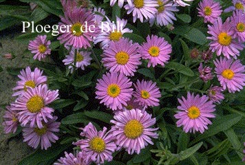 Aster alpinus 'Happy End'