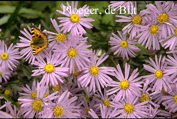 Aster amellus 'Dr. Otto Petschek' (71270)