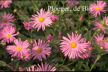 Aster amellus 'Veilchenkoenigin'