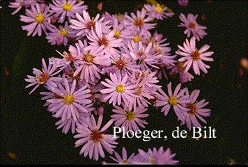 Aster 'Little Carlow'