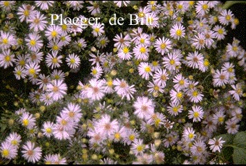 Aster cordifolius 'Silver Spray'