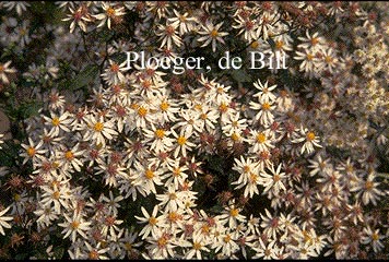 Aster divaricatus