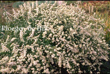 Aster ericoides 'Schneetanne'