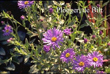 Aster frikartii 'Jungfrau'