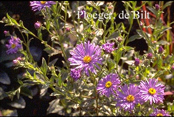 Aster frikartii 'Moench'