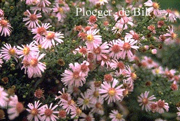 Aster laterifolius 'Coombe Fishacre'