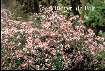 Aster lateriflorus 'Horizontalis'