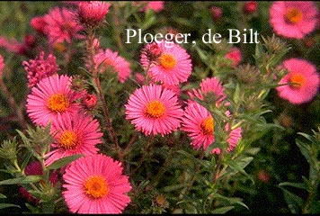 Aster novae-angliae 'Andenken an Alma Poetschke'