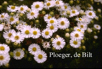 Aster novae-angliae 'Herbstschnee'