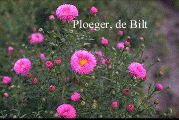 Aster novi-belgii 'Patricia Ballard'