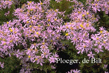 Aster sedifolius 'Nanus'