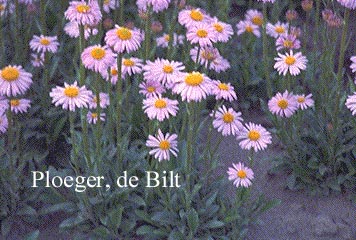 Aster tongolensis 'Wartburgstern'