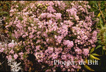 Aster ericoides 'Lovely'