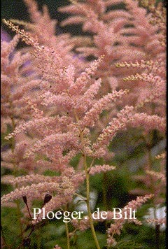 Astilbe 'Cattleya'