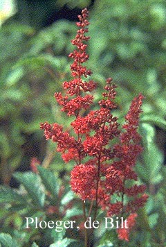 Astilbe 'Fanal'