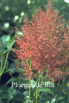 Astilbe 'Rheinland'