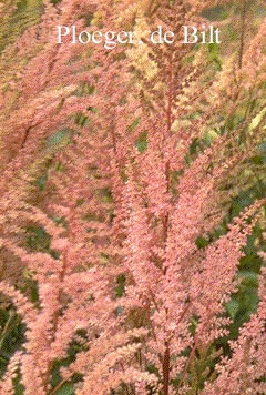 Astilbe simplicifolia 'Bronce Elegans'