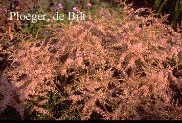 Astilbe 'Prof. van der Wielen'