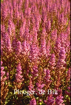 Astilbe chinensis 'Pumila'