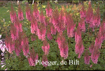 Astilbe chinensis 'Superba'