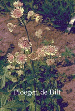 Astrantia major