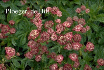 Astrantia major 'Rubra'